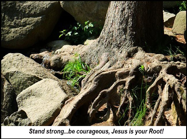 Jesus is our root