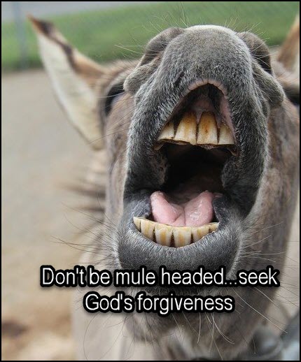 Are you Mule-Headed?