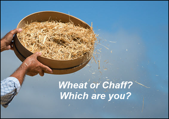 are you wheat or chaff