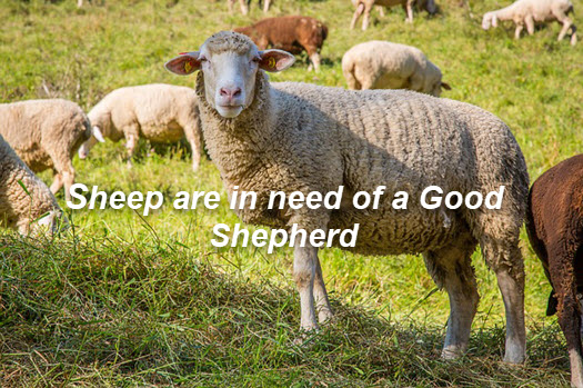 Sheep need a “Good Shepherd”
