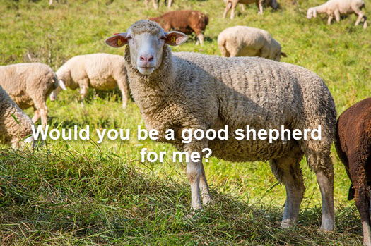 Sheep need a shepherd